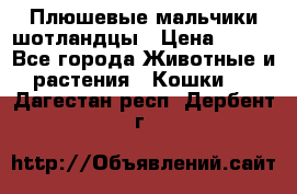 Плюшевые мальчики шотландцы › Цена ­ 500 - Все города Животные и растения » Кошки   . Дагестан респ.,Дербент г.